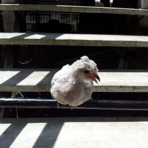 Vaermina, my Araucana