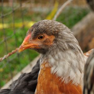 Marmelade Pullet?