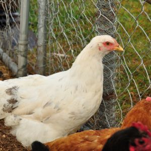 Splash Cochin LF Pullet?
Only one left of a dozen I purchased.
June 5th hatch SOLD