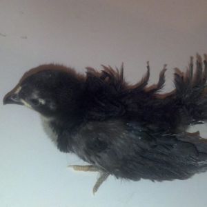 Chikn Lil