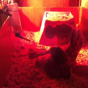 Berry and her 3 babies (including Mini Chip)