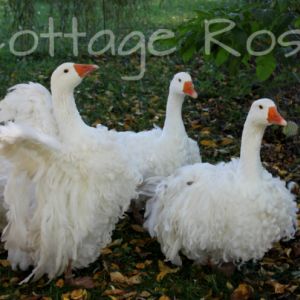 5 month old goslings