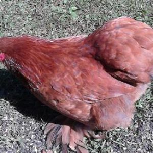 blue laced red Cochin bantam pullet