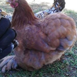 blue laced red Cochin bantam pullet