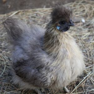 Partridge Silkie hiding chicks, count the feet.