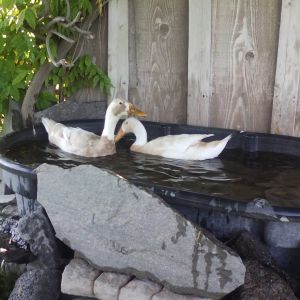 Fawn & White Indian Runner Ducks