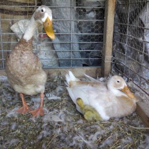 First hatched. Proud Parents