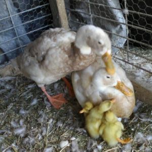 3 Hatched Proud Parents