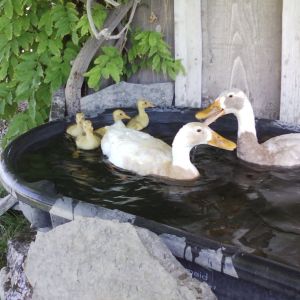 Parents taking their babies for their first swim.