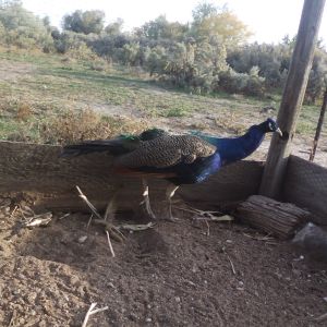 Colbolt growing his train