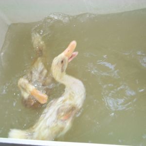 The Proud parents when they were young