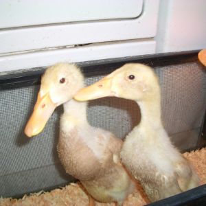 Proud Parents when young