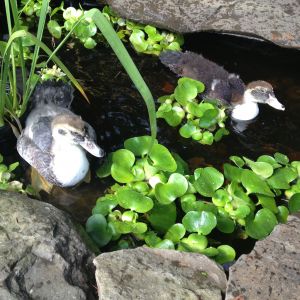 This picture is from the first week they would swim in the pond... they quickly ravaged all the floating plants and the irises..