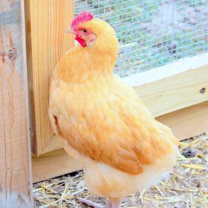 Bill our young cockerel!