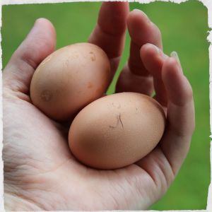 First two eggs!! Gandie (Barred Rock),  22 weeks