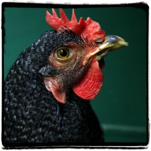 Gandie, Barred Rock, 24 weeks. Officially a "hen" @ 22 weeks!
