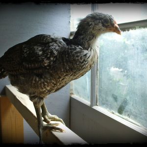 Henrietta, but I think s/he is a Henry. Very juvenile cock-a-doodle-doo heard ...
Easter Egger, 6 weeks