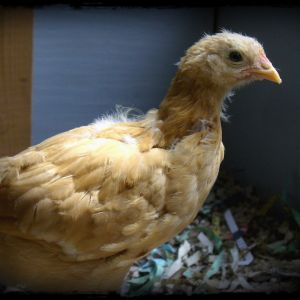Sunshine, Buff Rock, 6 weeks