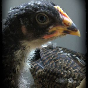 Gandalph aka. "Gandie", Barred Rock, 6 weeks