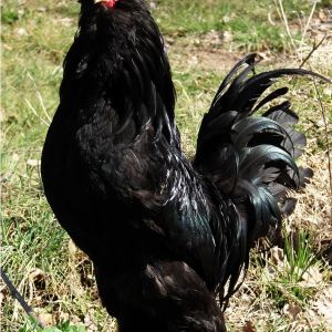 azerbaijan black 
marandi