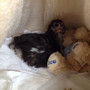 Pudding with her teddy