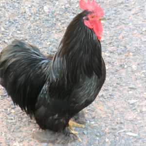 Blindside.. my little Rooster ( he has no sight in his left eye....).... he is so gentle and loves to have his wattles played with!