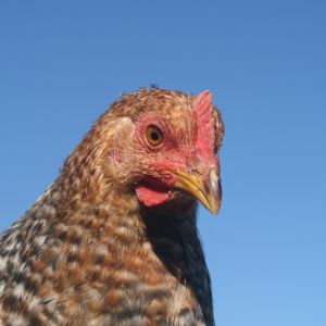 Young rooster Misty