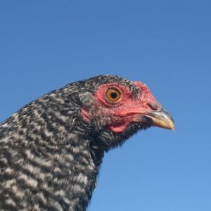 Young rooster Dominique cross