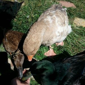 Bramble, Nini and Lily