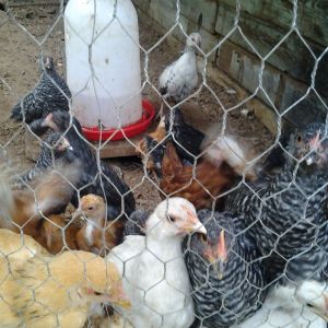 comets ,barred, cochin