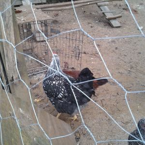 one year old silver lace