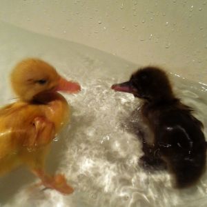 Sheldon & Paisley's first swim