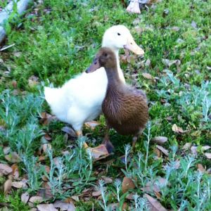 Sheldon & Paisley's first trip outside
