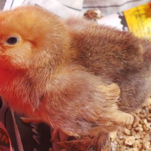 Peanut my 5 day old Mille fleur