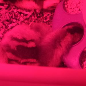 Do all chicks do this? Fall asleep while eating... to cute <3
