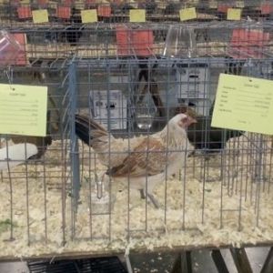 The middle American Game Bantam is one of the Silver Wheatens I hatched this year (shown with the weak chipmunk striping as a day-old, so e+/e^Wh).