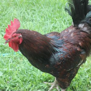 King Arthur, our Speckled Sussex, we rescued when he was a cockerel and living in horrible conditions! He's outdone himself being King of the Flock!