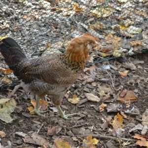 Flame - Easter Egger (9 weeks)