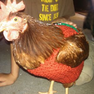 Gisele in her Christmas sweater :)