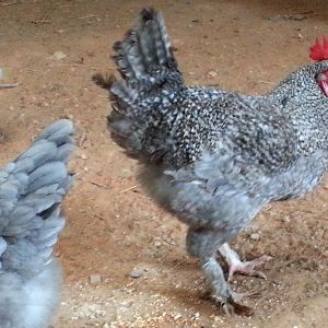 This is our rooster, Feisty.  We got him from a reputable Maran breeder, When he was a chick, he looked like all the other Blue Marans; he just had a few stripes on his wing edges.  Now, he looks a little more cuckoo.
