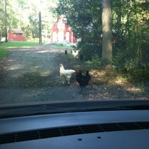 I'm definitely going to need a Chicken Crossing sign.