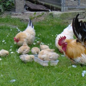 Two of my Japanese hens and 1 of my Japanese cockerels with his last years chicks