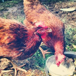 yogurt beaks from yogurt treats (Alpha Chick and Poopsie) 
...I'm pretty sure these are production hens - we adopted at age 2ish along with coop- from a family that was moving.