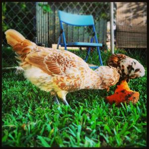 treats from the great punkin patch
