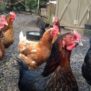 My flock