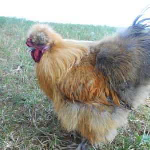 Simba - lost to neighbor's dog :( He was the best little banty rooster ever!!