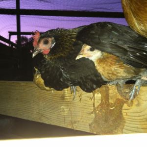 Protective mom on cool fall night