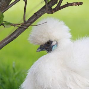 Silkie chicken.
