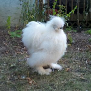 "s" silkie rooster