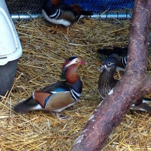 Mandarin pairs